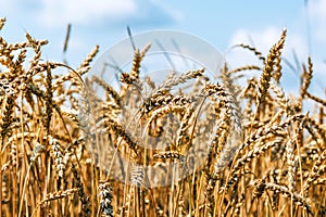 Agrarian industry. Field of ripe wheat. Harvest time