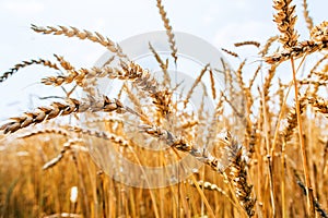 Agrarian industry. Field of ripe wheat. Harvest time