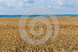 Agrarian industry. Field of ripe wheat. Harvest time