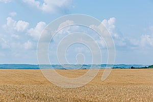 Agrarian industry. Field of ripe wheat. Harvest time