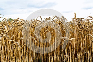 Agrarian industry. Harvest time. Fields of ripe wheat