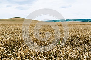 Agrarian industry. Harvest time. Fields of ripe wheat