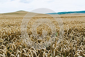 Agrarian industry. Harvest time. Fields of ripe wheat