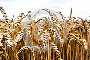 Agrarian industry. Harvest time. Fields of ripe wheat