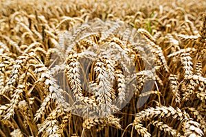 Agrarian industry. Harvest time. Fields of ripe wheat