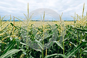 Agrarian industry. Plants of green corn on the sky