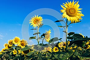 Agrarian industry. Yellow Sunflower Fieldsover cloudy blue sky