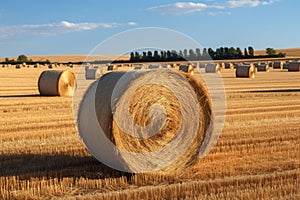 Agrarian landscape Hay bales scattered across a golden field