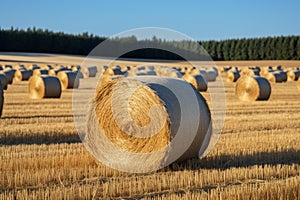 Agrarian landscape Hay bales scattered across a golden field