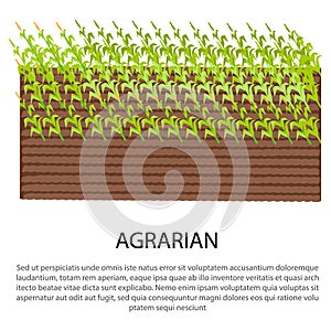 Agrarian Poster with Growing Corn Plants