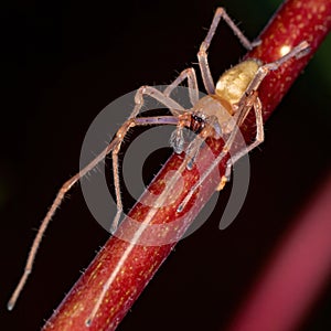 Agrarian Sac Spider