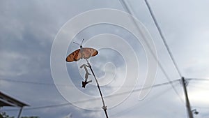 Agraulis vanillae butterfly