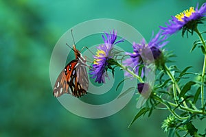 Agraulis Vanillae Butterfly