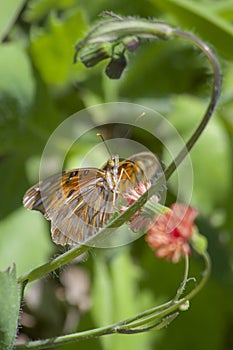 Agraulis Vanillae butterfly feeding