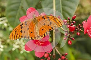 Agraulis Vanillae Butterfly On Pink Flowers