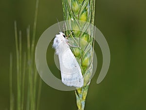 The agreeable tiger moth, Spilosoma congrua, on a wheat ear