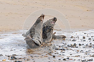 Agression amongst adult male grey seals, Halichoerus grypus, at the start of pup season, Horsey, Norfolk, UK