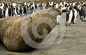 Agressive Bull Elephant Seal