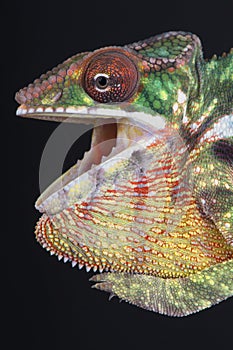 Agressive Chameleon / Furcifer pardalis