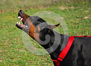 Agressive doberman