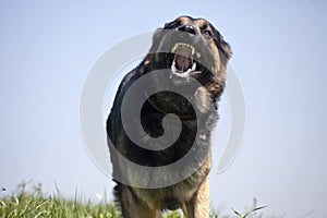 Agressive Dog run close with opened Mouth