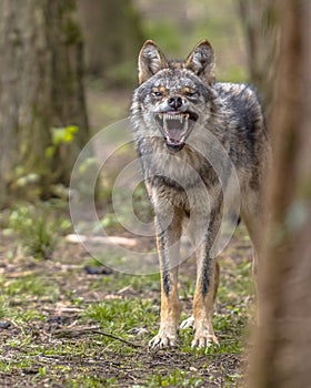 Agressive European grey Wolf