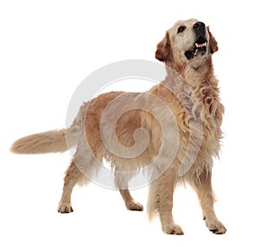 Agressive golden retriever standing and looking up to side