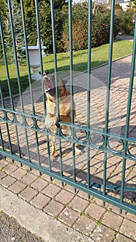 Agressive looking guard dog with gnashing teeth