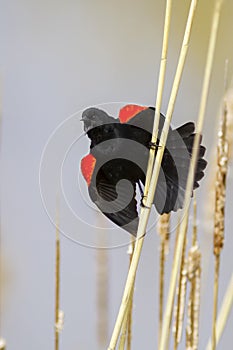 Agressive male Red-winged blackbird claiming his territory