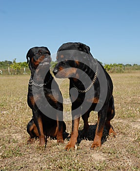 Agressive rottweiler and male