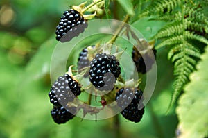 Agrestic blackberries