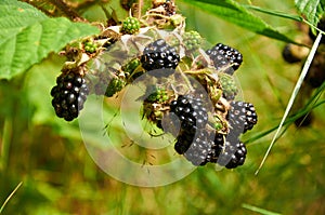 Agrestic blackberries
