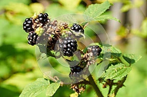 Agrestic blackberries