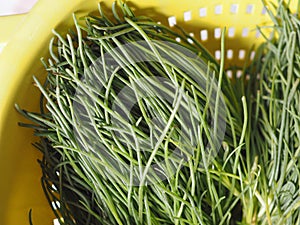 agretti (Salsola soda) vegetables food