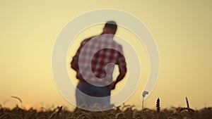 Agri man farmer walking wheat cereal field at sunset. Closeup organic grain grow