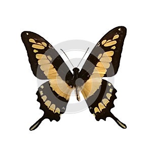 Agrias claudina sardanapalus butterfly isolated on white background, c