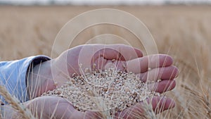 Agribusiness, farmer hands hold matured wheat grain and show good harvest in bread field of reaped barley spikes