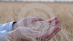 Agribusiness, farmer hands hold and show matured gold wheat grain at camera in bread field of reaped barley spikes at