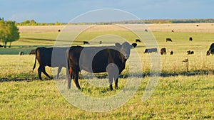 Agribusiness with natural pasture. Green pasture meadow on summer. Black angus beef cow. Static view.