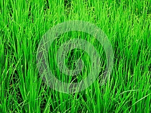 Agricaltural crop background of green rice field