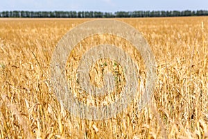 An agricaltural field with ripe wheatears, golden cereals with forest line on horizon