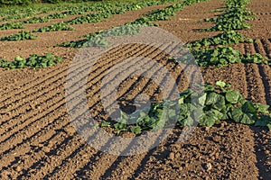 Agricalture plants and fields