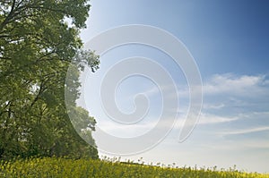 Agricaulture landscape