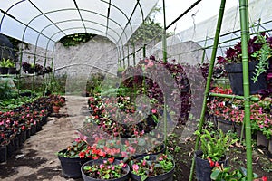 Agricultur flowers in the pot photo