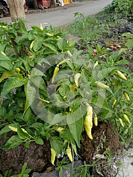 Agricultur white chili photo