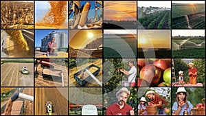 Agricultural Activities Conceptual Photo Collage