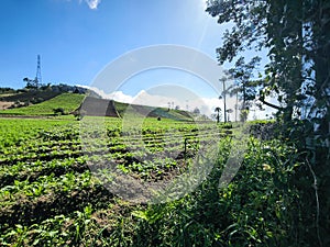 Agricultural Area in Rurukan Village