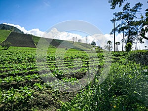 Agricultural Area in Rurukan Village