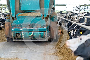 agricultural automatic feed feeder for cows on the modern farm, concept of automation of the farming industry