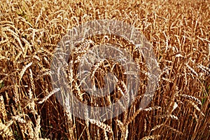 Agricultural background